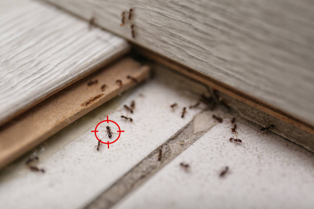 Best Pest Inspection Near Me  in Forrest, IL