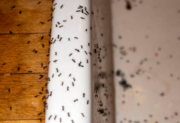 Best Rat Extermination Near Me  in Forrest, IL