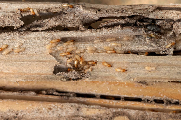 Forrest, IL Pest Control Company
